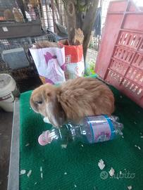 Coniglio ariete nano