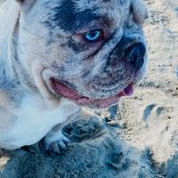 Bulldog francese per accoppiamento