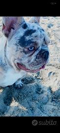 Bulldog francese per accoppiamento