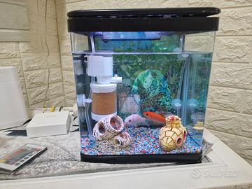 Acquario con pesci