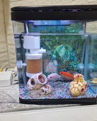 Acquario con pesci