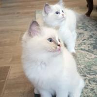 Ragdoll cuccioli puri con pedigree
