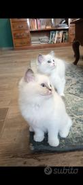 Ragdoll cuccioli puri con pedigree