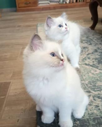 Ragdoll cuccioli puri con pedigree