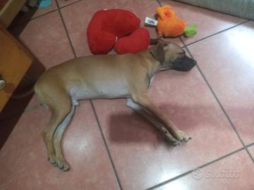 similpincher maschio
