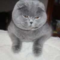 Gattini scottish fold e straight simil