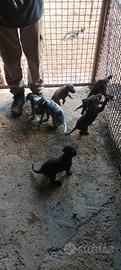 Cuccioli di bracco pointer