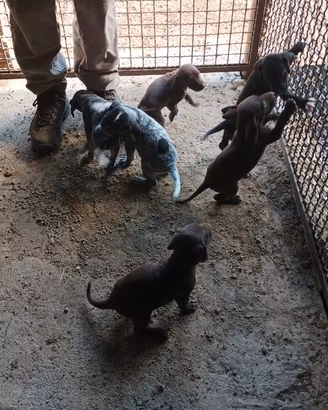 Cuccioli di bracco pointer