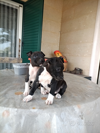 Cuccioli Pitbull