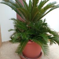 CYCAS 