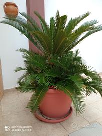 CYCAS 