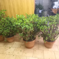 Piante da giardino