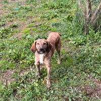 Segugio maremmano pelo forte