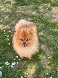 Spitz tedesco piccolo