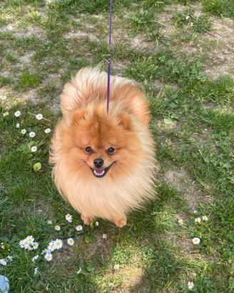 Spitz tedesco piccolo