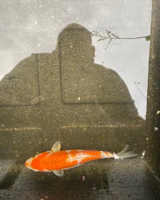Carpe koi