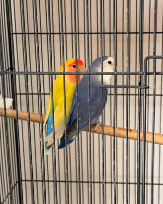 Copia Inseparabile