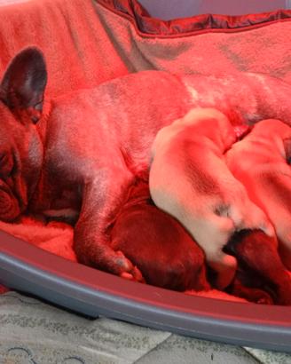 Cucciolata di bulldog francese