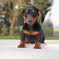 Cucciola di Bassotto