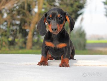 Cucciola di Bassotto