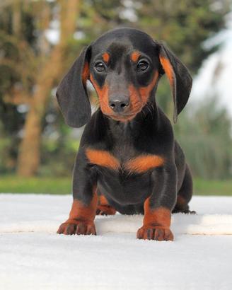 Cucciola di Bassotto