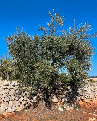 Alberi Ulivo