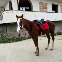 Cavallo PSI
