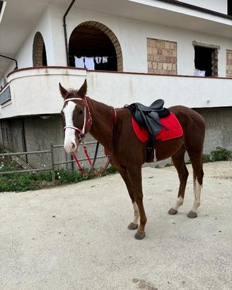 Cavallo PSI