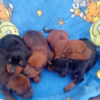 Cuccioli di pinscher