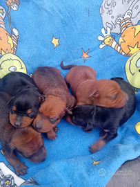 Cuccioli di pinscher