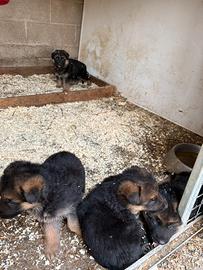 Ultimi 2 cuccioli maschi Pastore Tedesco