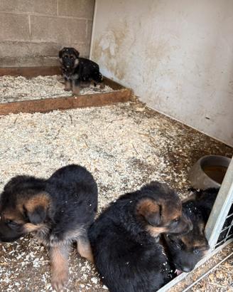 Ultimi 2 cuccioli maschi Pastore Tedesco
