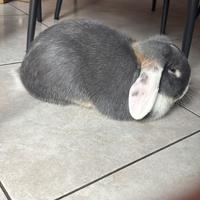 Coniglio nano ariete