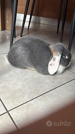 Coniglio nano ariete