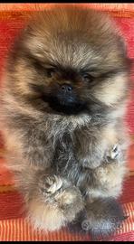 Spitz Pomerania Nano