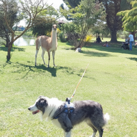 Border Collie blue Merle maschio di 9 anni