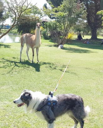 Border Collie blue Merle maschio di 9 anni