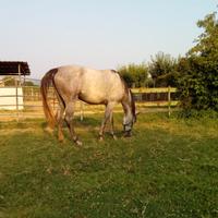 Capannina con paddock