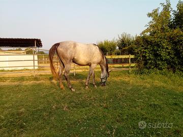Capannina con paddock