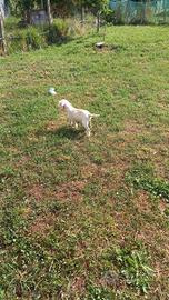 Spinone italiano