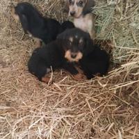 Segugi italiani da caccia