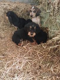 Segugi italiani da caccia