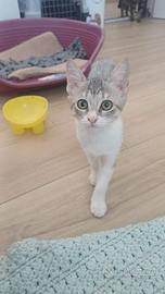 Elys gattina 3 mesi