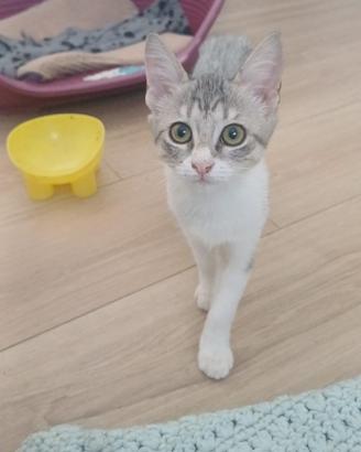 Elys gattina 3 mesi