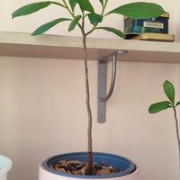 Baobab africano Albero della vita