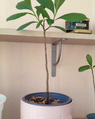 Baobab africano Albero della vita