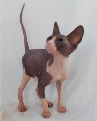 Gattina don sphynx gomma