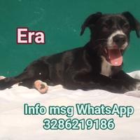 Mantova, in adozione hanno rinunciato a lei