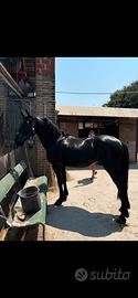 Cavallo