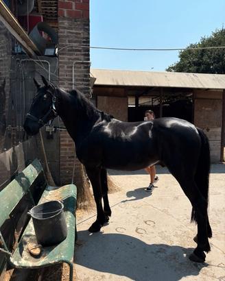 Cavallo